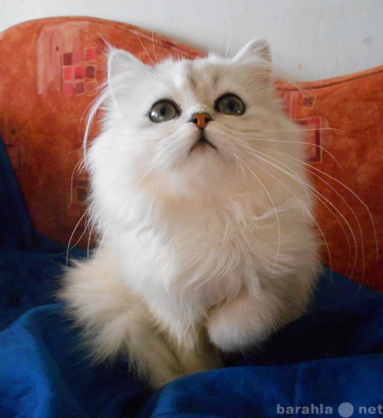 Продам: Котята персидской шиншиллы с отл. родосл