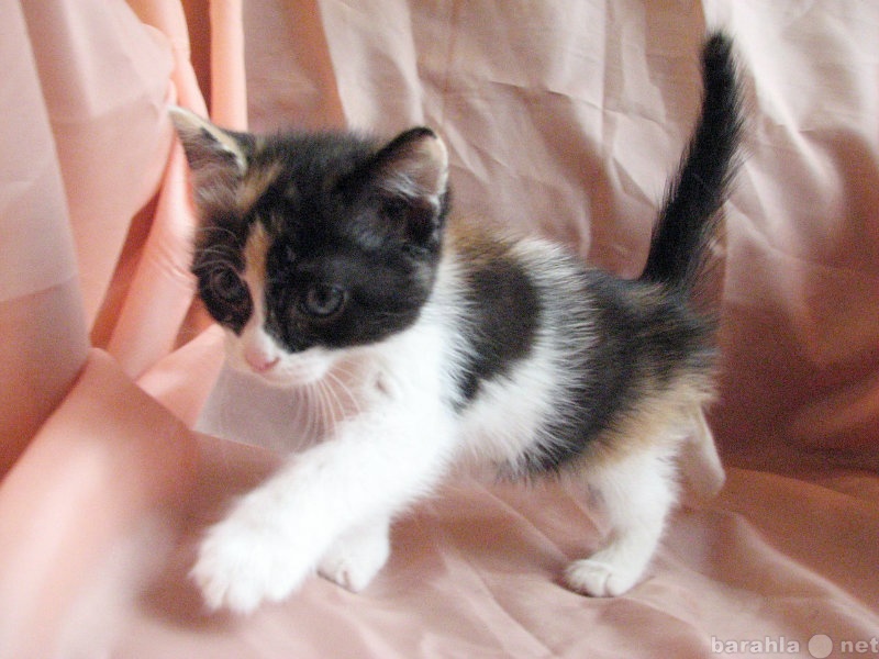 У черной кошки родился трехцветный котенок. Трехцветный котенок. Месячные котята трехцветные. Трехцветные котята 2 месяца. Серые трехцветные котята.