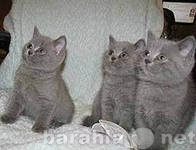 Продам: котята Британской голубой