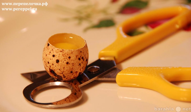 Продам: Ножницы для перепелиных яиц