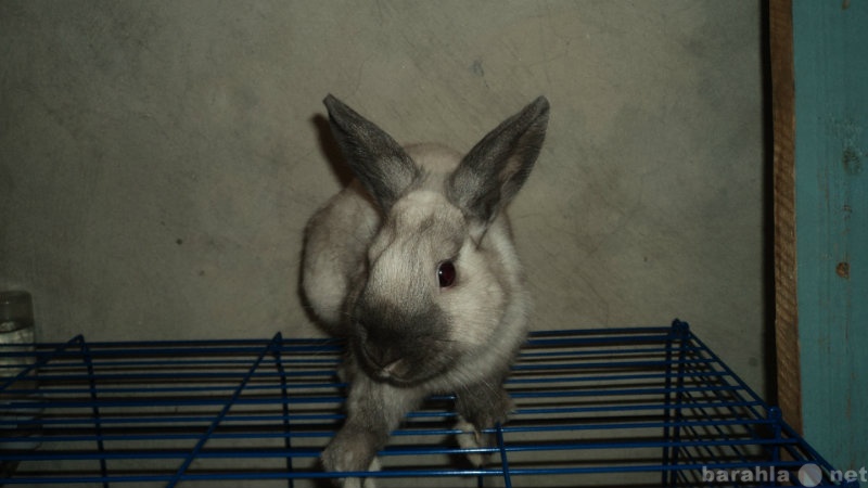 Продам: декоративный кролик