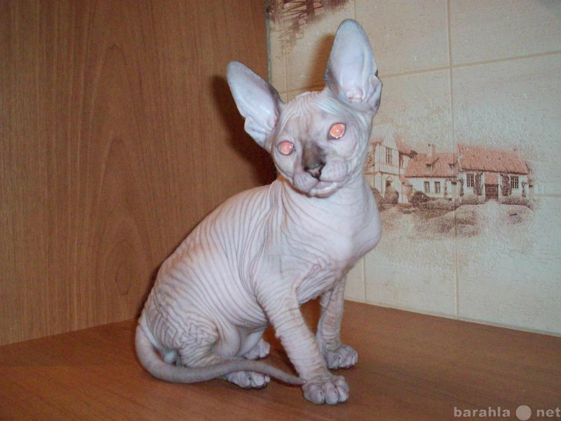 Продам: Донской Сфинкс - пойнтовый котик