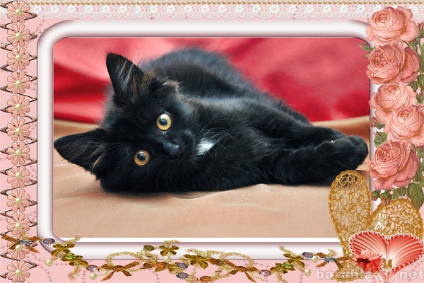 Отдам даром: Черный котенок цвета горького шоколада.