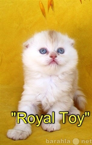 Продам: Шотландские котята п-к Royal Toy