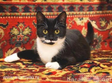Отдам даром: Очаровательный котенок-маркизик в дар