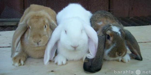 Продам: Элитные кролики породы французкий баран