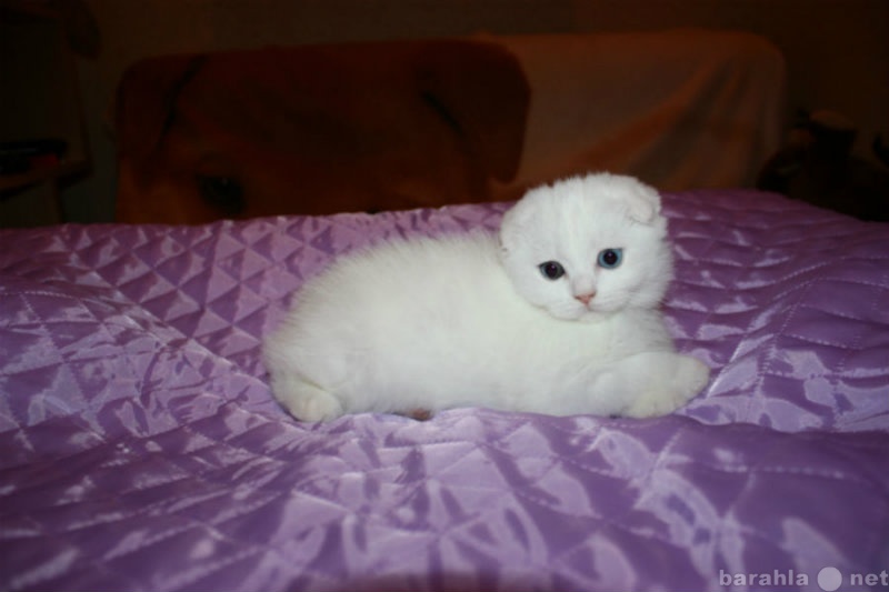 Продам: Белые шотландские котята