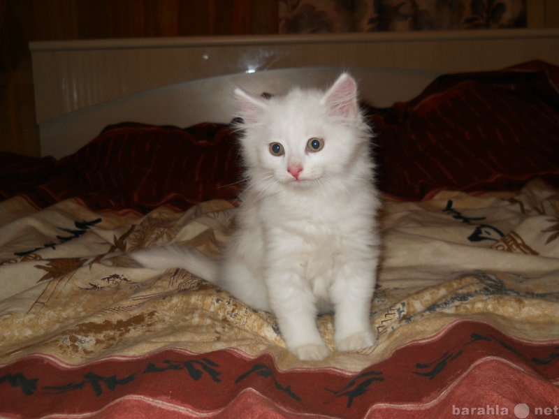 Авито таганрог отдам даром котята. Пушистые котята даром белые. Котенок даром девочка белая пушистая. Даром, белые котята в Таджикистане. Олх дом животные Ташкент котята даром.
