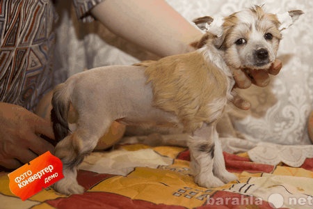 Продам: Китайская хохлатая собака Щенки