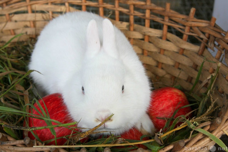 Продам: Красавцы гермелины крольчата