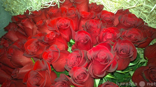 Продам: Красная роза 95 см за идеальную цену