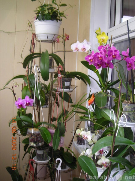 Продам: Орхидеи