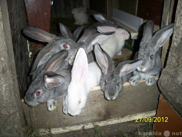Продам: Кролики Фландр на племя