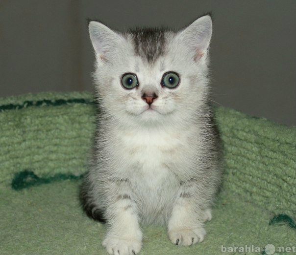 Продам: Серебристый тикированный котик