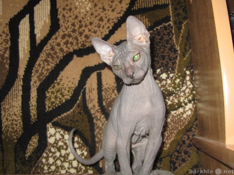 Продам: котенок Донской Сфинкс, 2 месяца