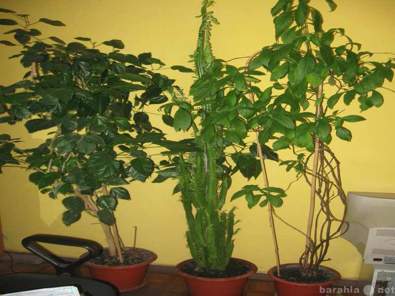 Продам: высокие офисные растения недорого