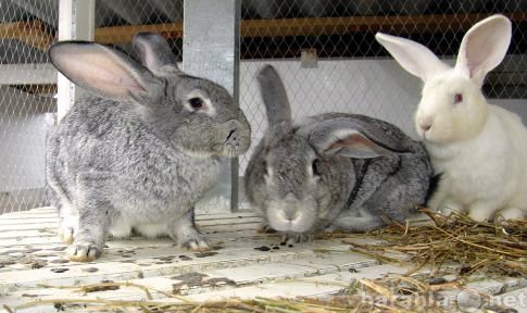 Продам: кроликов мясной породы