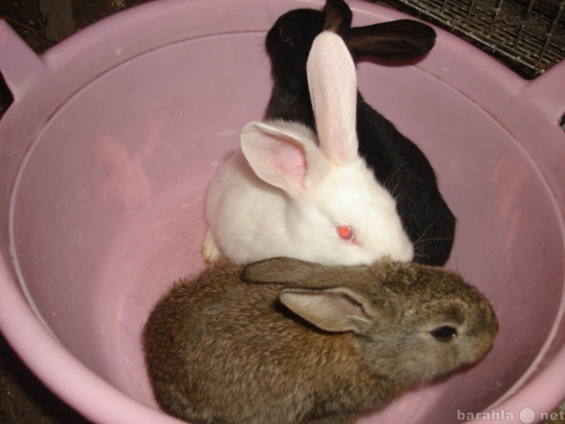 Продам: кроликов