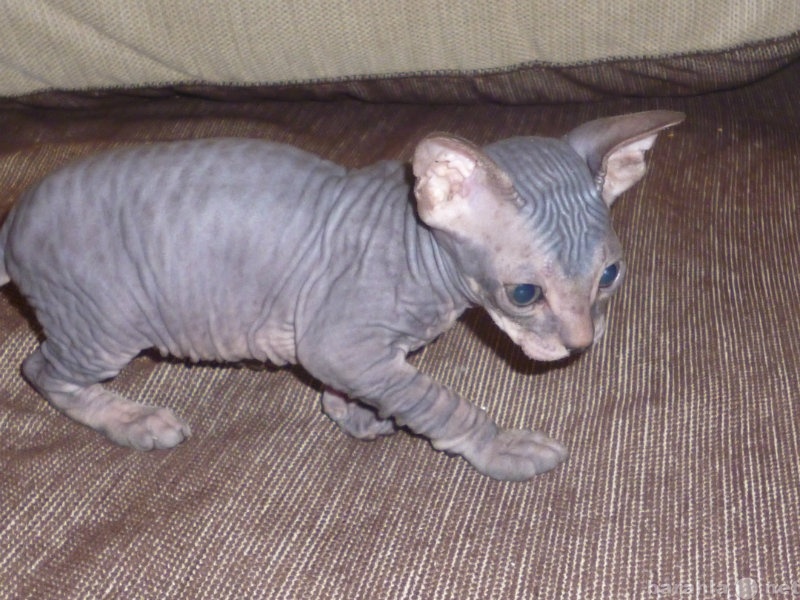 Продам: котенок породы Донской сфинкс