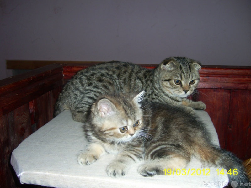 Продам: породистая кошечка и кот