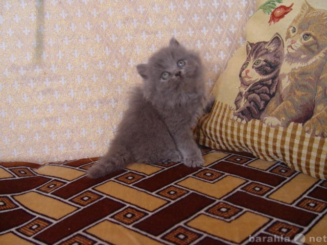 Продам: сибирские котята