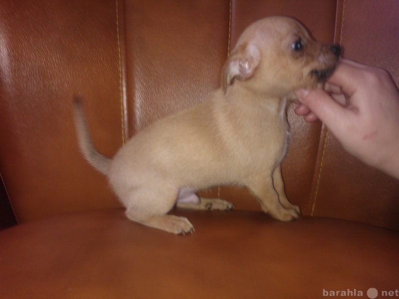 Продам: продам щенка чихуахуа
