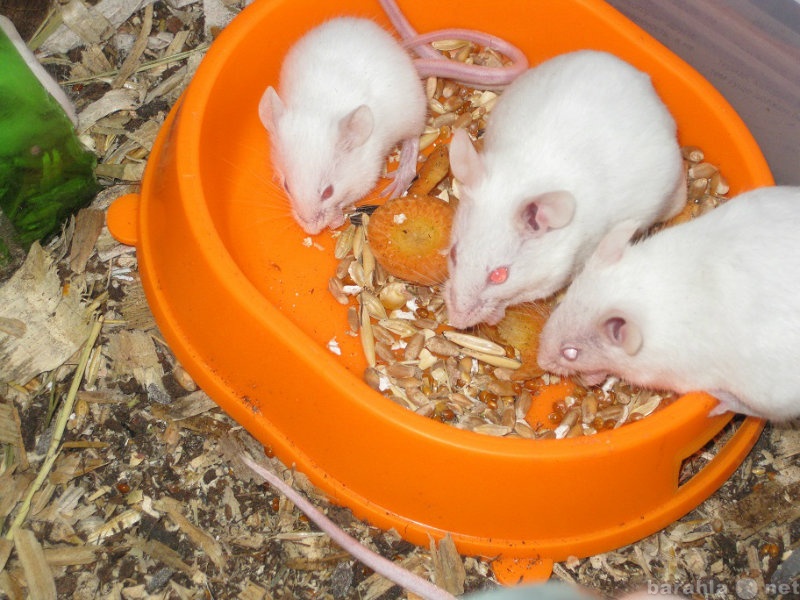 Продам: Живые кормовые мыши в Саратове