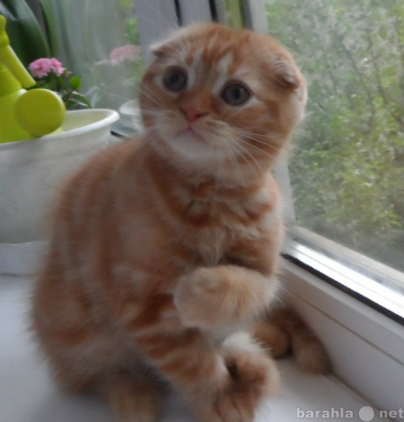 Продам: Шотландские котята редкого окраса