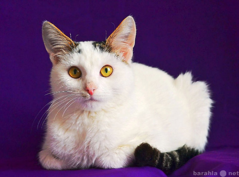 Отдам даром: Белоснежный котенок с серым хвостом