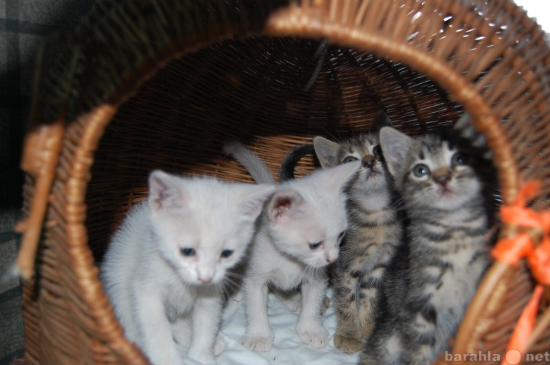Отдам даром: Котята белые и тигровоокрашеные :)