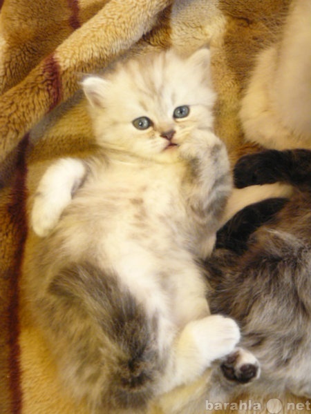 Продам: Продаются  котята персы