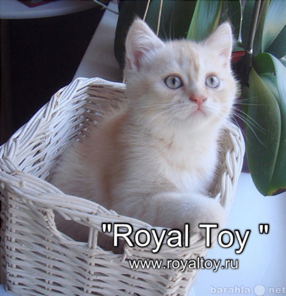 Продам: Lionel Royal Toy шотландский котик