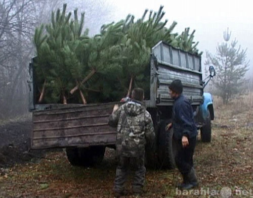 Продам: сосны новогодние