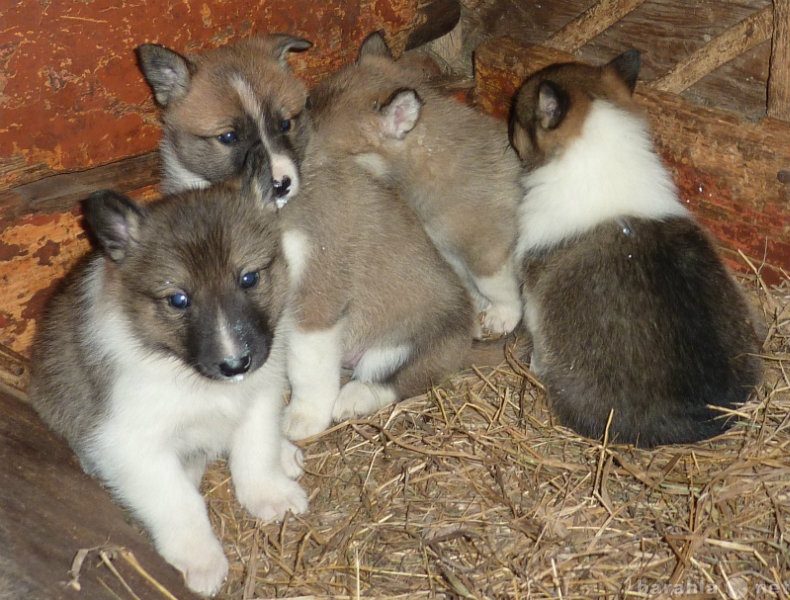 Продам: Лайки западно-сибирской щенки