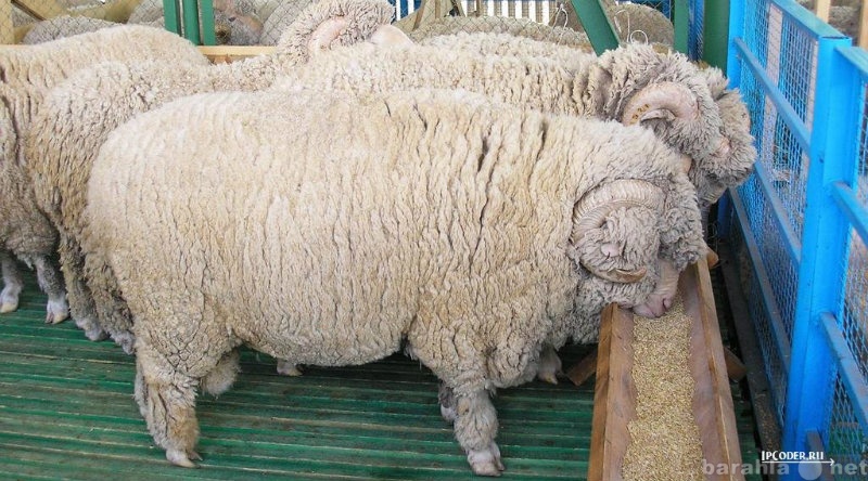 Предложение: Продам шкуры овчины