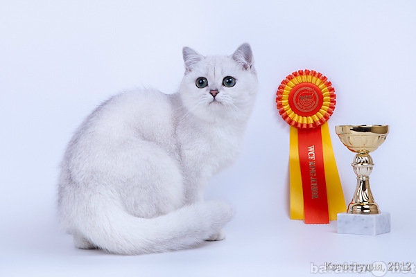 Продам: Британская кошка шоу-класса шиншилла