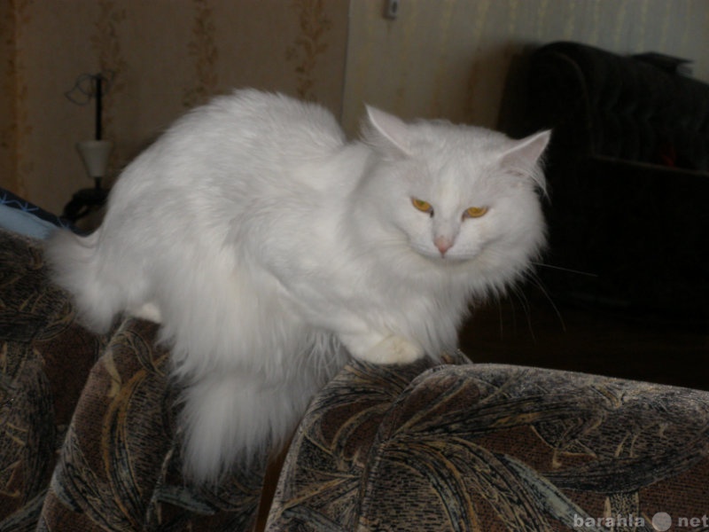 Отдам даром: кот белоснежный 7 лет