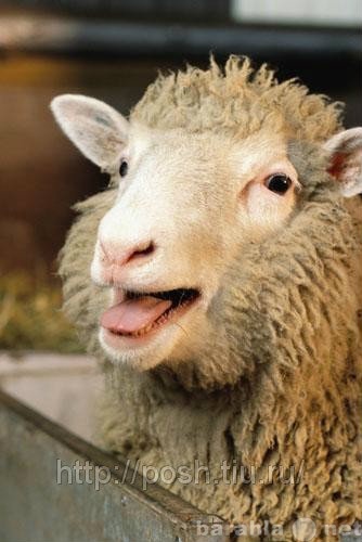 Продам: Овцы и бараны на Курбан байрам
