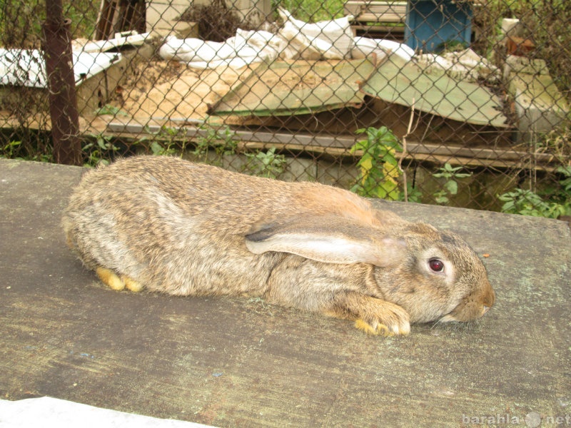 Продам: кроликов породы бельгийский фландр