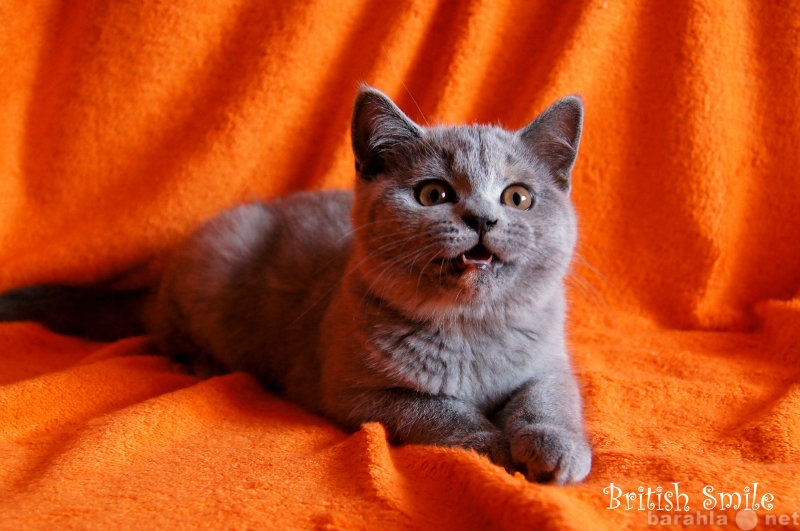Продам: Британские котята из пи-ка British Smile
