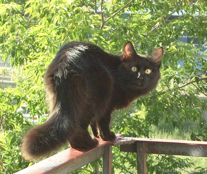Отдам даром: чёрный кот