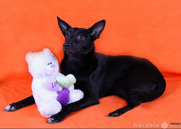 Отдам даром: Изящная атласно-черная собачка Шаня ищет