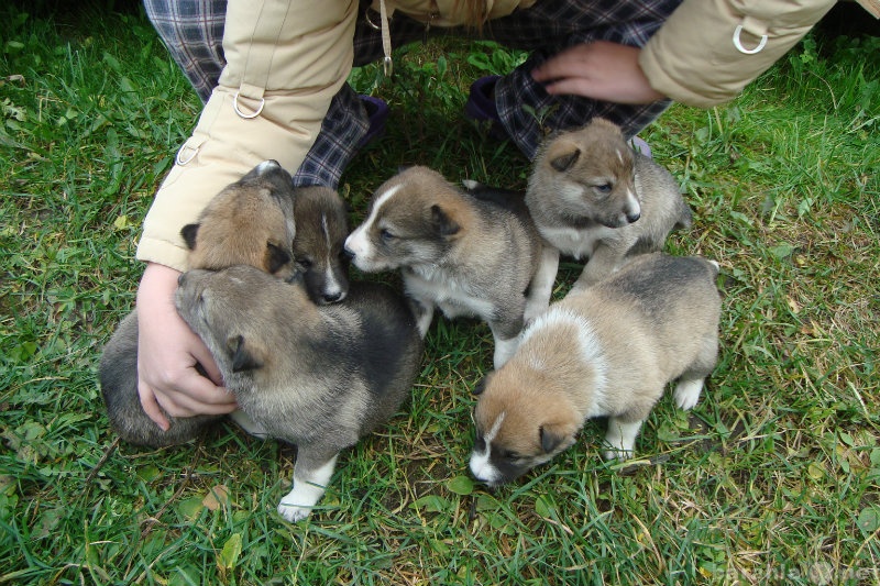 Продам: щенки западносибирской лайки