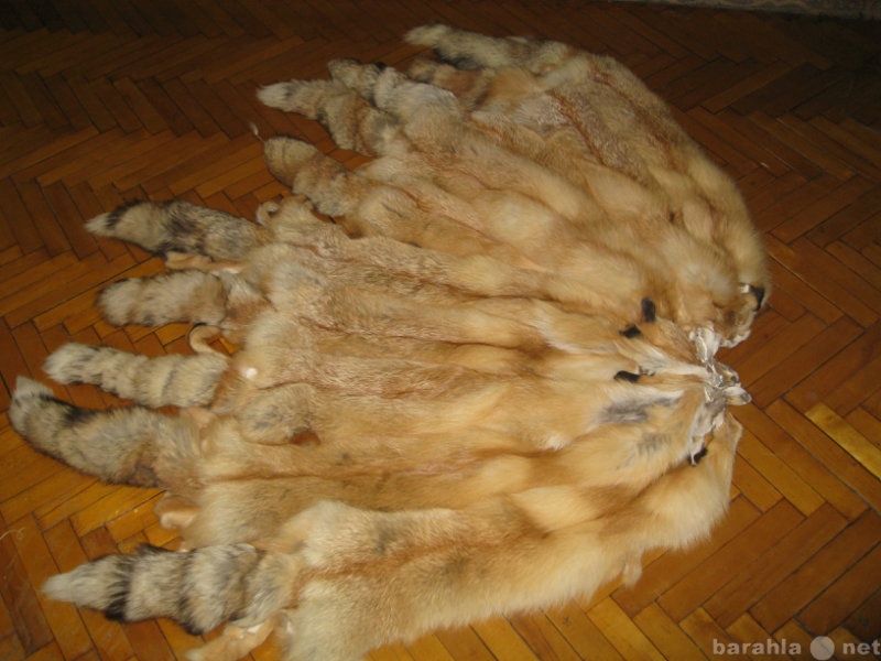 Продам: Шкуры Сибирской ярко-рыжей лисы.