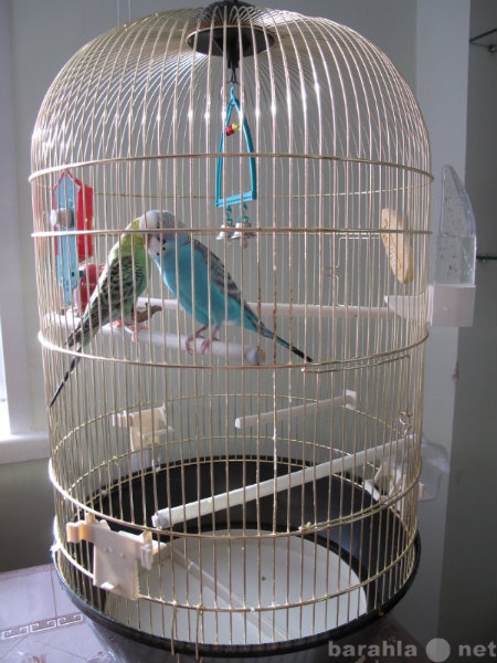 Продам: волнистые попугайчики с клеткой