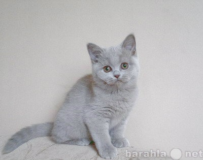 Продам: Британские котята Воронеж