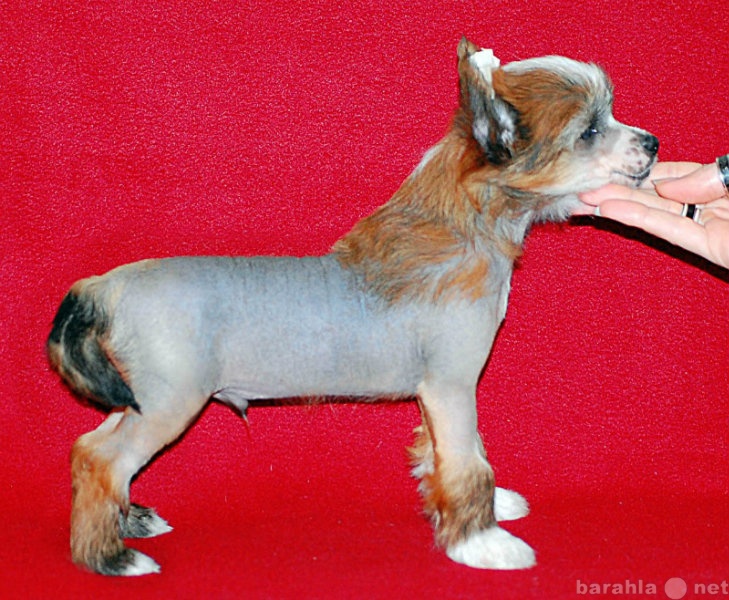 Продам: Продам щенков Китайской хохлатой собачки
