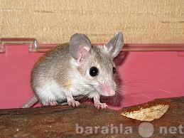 Продам: мышки акомисы