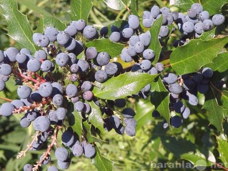 Продам: Магония. Семена и саженцы почтой