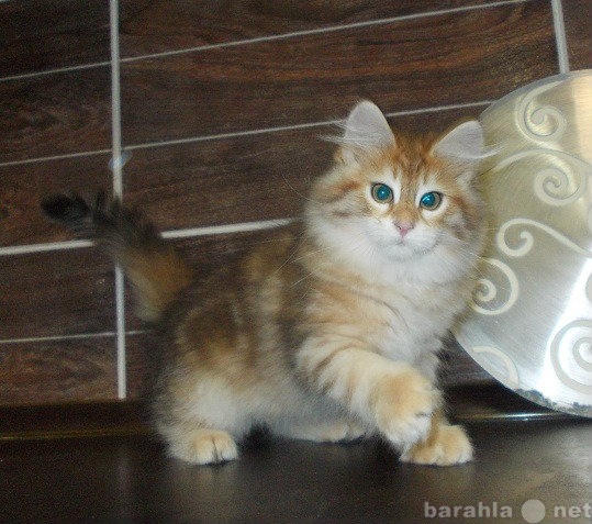 Продам: Сибирские котята редкого окраса